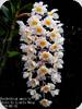 Dendrobium amabile